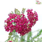 Achillea / Yarrow - Mix Colour Tone (Per Bunch)-Mix Colour Tone-China-prflorist.com.my