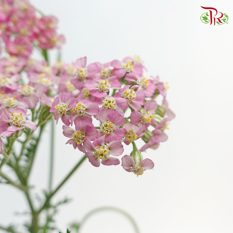 Achillea / Yarrow - Pink Shade (Per Bunch)-Pink-China-prflorist.com.my