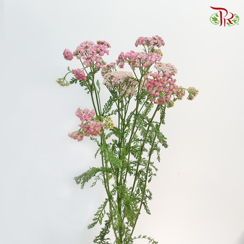 Achillea / Yarrow - Pink Shade (Per Bunch)-Pink-China-prflorist.com.my