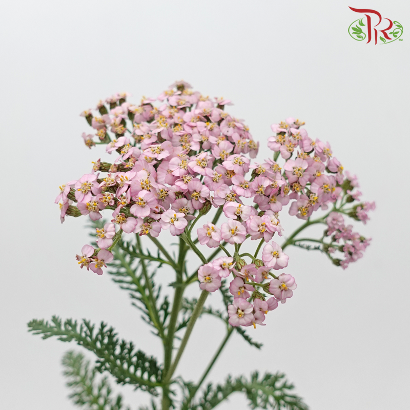 Achillea / Yarrow - Pink Shade (Per Bunch)-Pink-China-prflorist.com.my