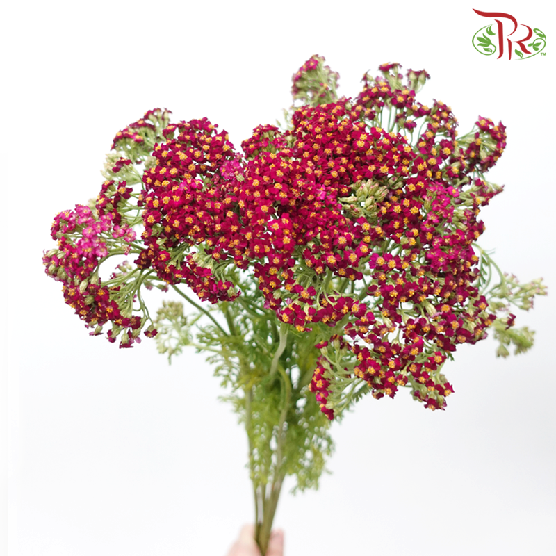 Achillea / Yarrow - Sangria Red (5 Stems)-Sangria Red-Netherland-prflorist.com.my