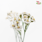 Achillea / Yarrow - White (Per Bunch)-White-China-prflorist.com.my