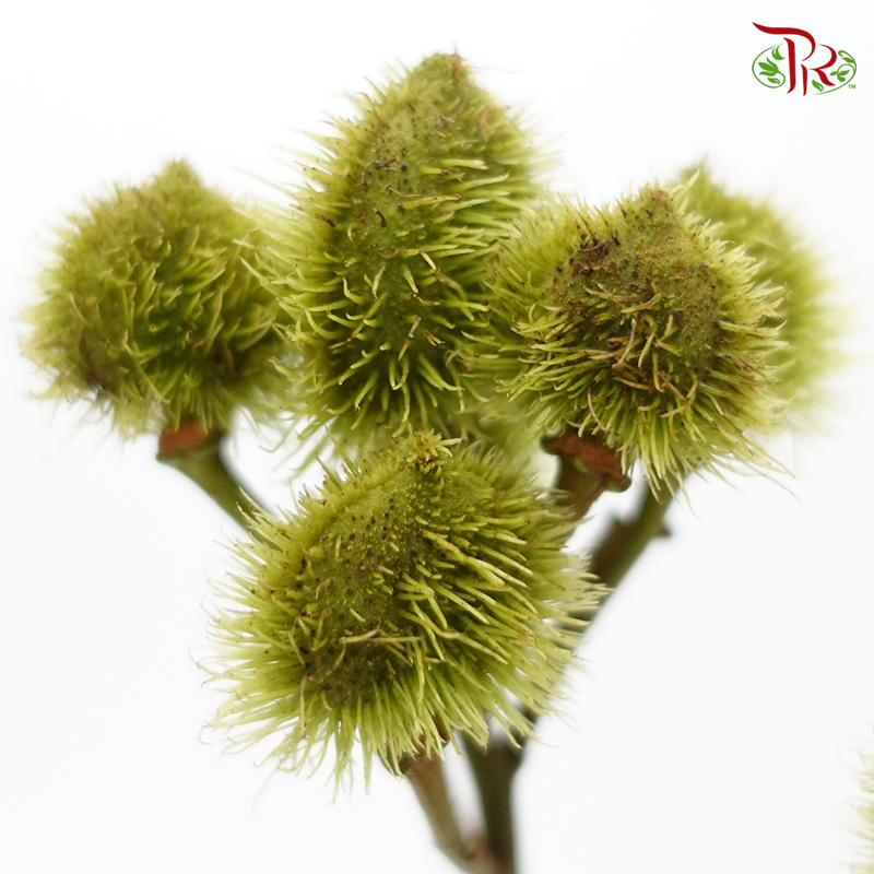 Achiote - Green(5 Stems)-Green-Kenya-prflorist.com.my