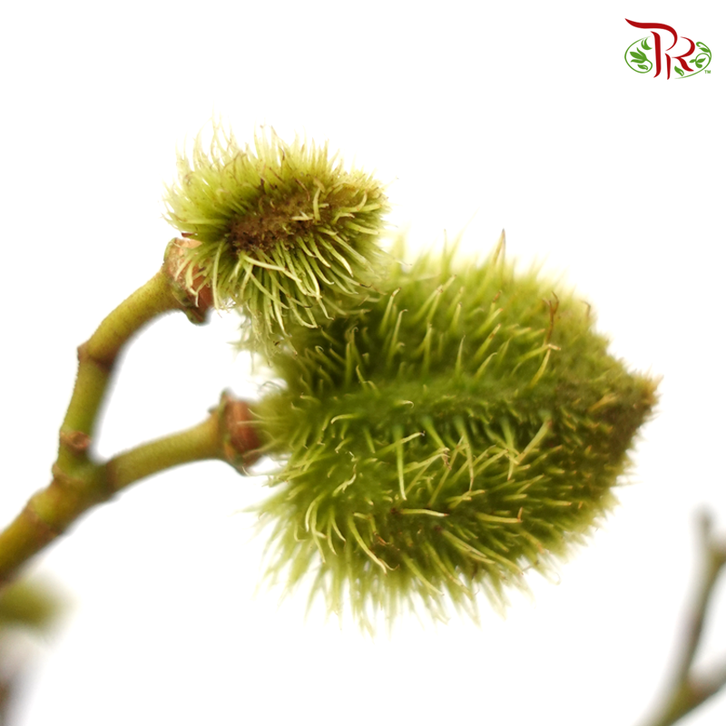 Achiote - Green(5 Stems)-Green-Kenya-prflorist.com.my