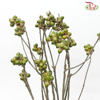Acorn - (Per Bunch)-China-prflorist.com.my