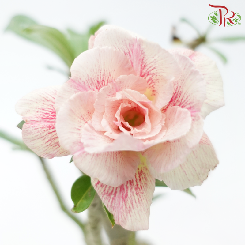 Adenium 《富贵花》- Pink/Red Flower-Pudu Ria Florist-prflorist.com.my