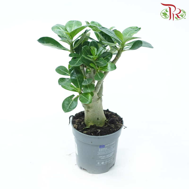 Adenium Obesium 25cm (IMPORTED)《富贵花》