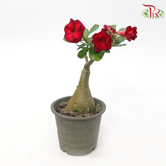 Adenium P180《富贵花》