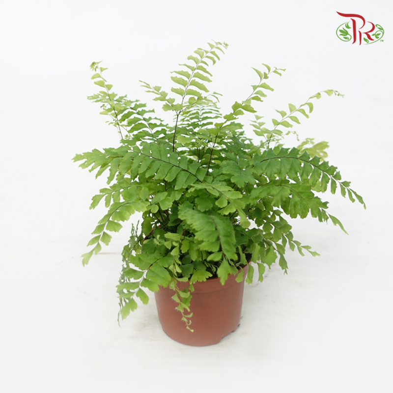 Adiantum Bronze Venus 80 (20cm)《毛叶铁线蕨》-Pudu Ria Florist-prflorist.com.my