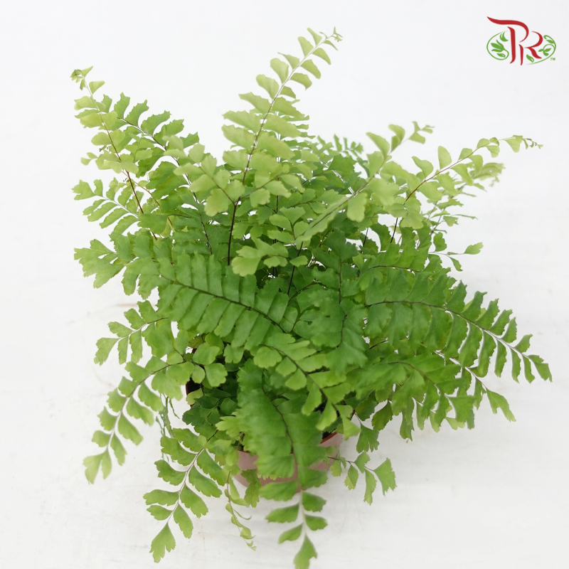 Adiantum Bronze Venus 80 (20cm)《毛叶铁线蕨》-Pudu Ria Florist-prflorist.com.my