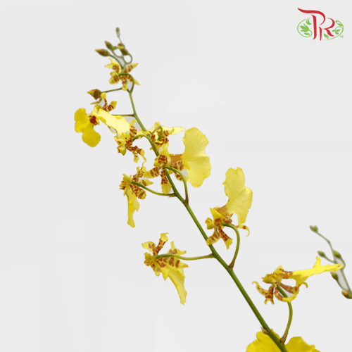 Orchid Oncidium Red Lips (M)- (10 Stems) - Pudu Ria Florist