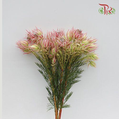 Blushing Bride - (5 Stems) - Pudu Ria Florist