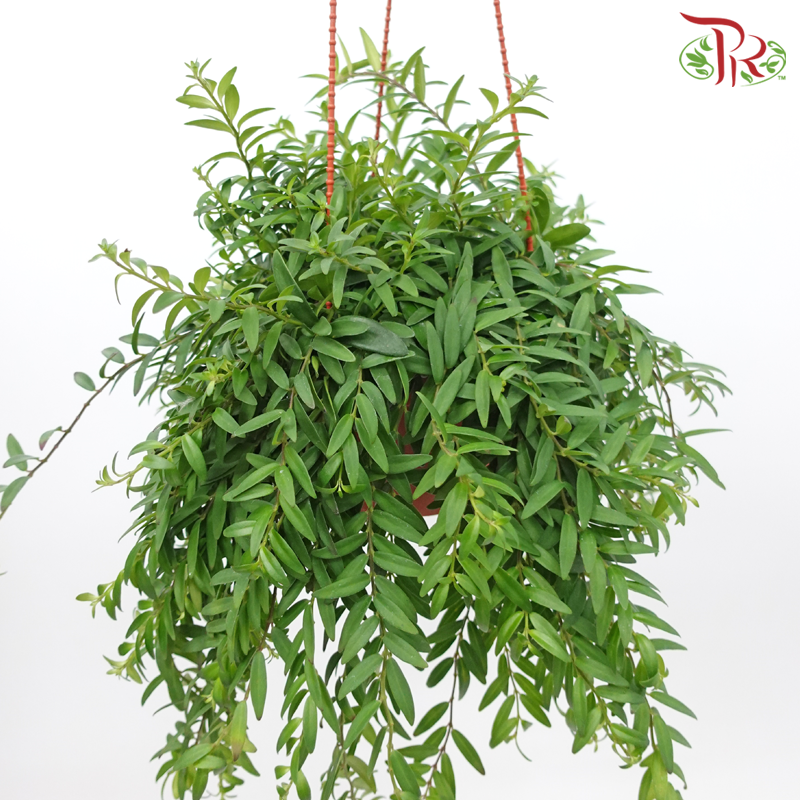 Aeschynanthus Japhrolepsis (Mini Lipstick)《毛萼口红花》