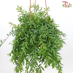 Aeschynanthus Japhrolepsis (Mini Lipstick)《毛萼口红花》