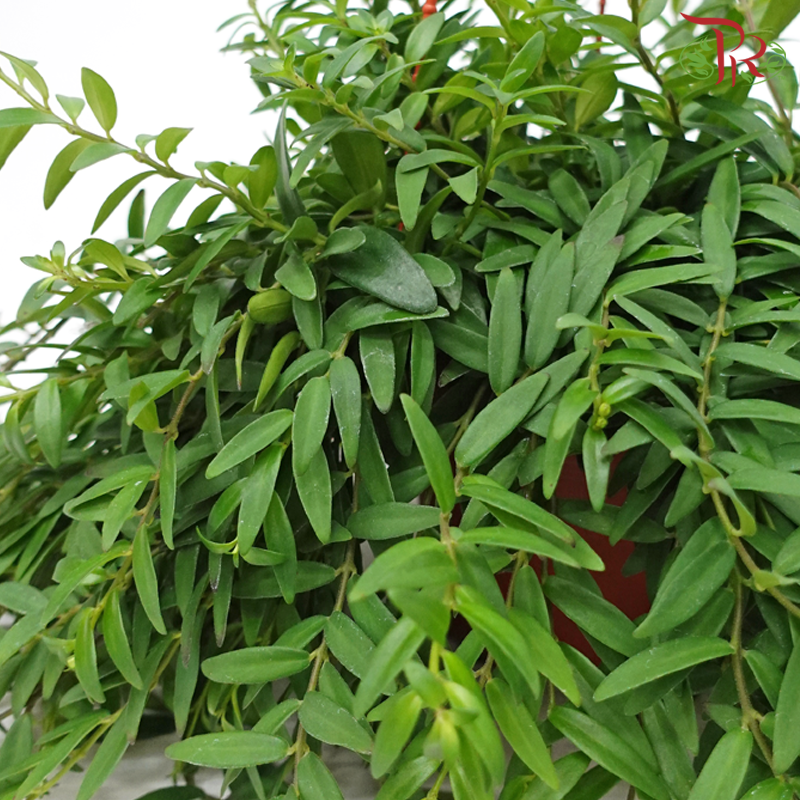 Aeschynanthus Japhrolepsis (Mini Lipstick)《毛萼口红花》