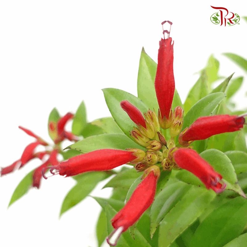 Aeschynanthus Monalisa (Lipstick Plant) 《毛萼口红花》-Pudu Ria Florist-prflorist.com.my