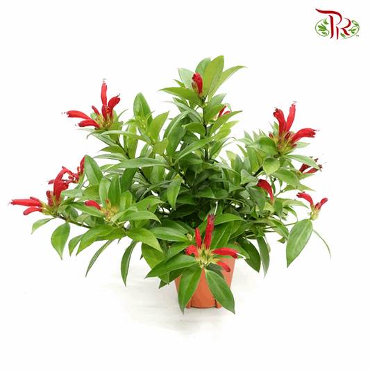 Aeschynanthus Monalisa (Lipstick Plant)《毛萼口红花》-Pudu Ria Florist-prflorist.com.my