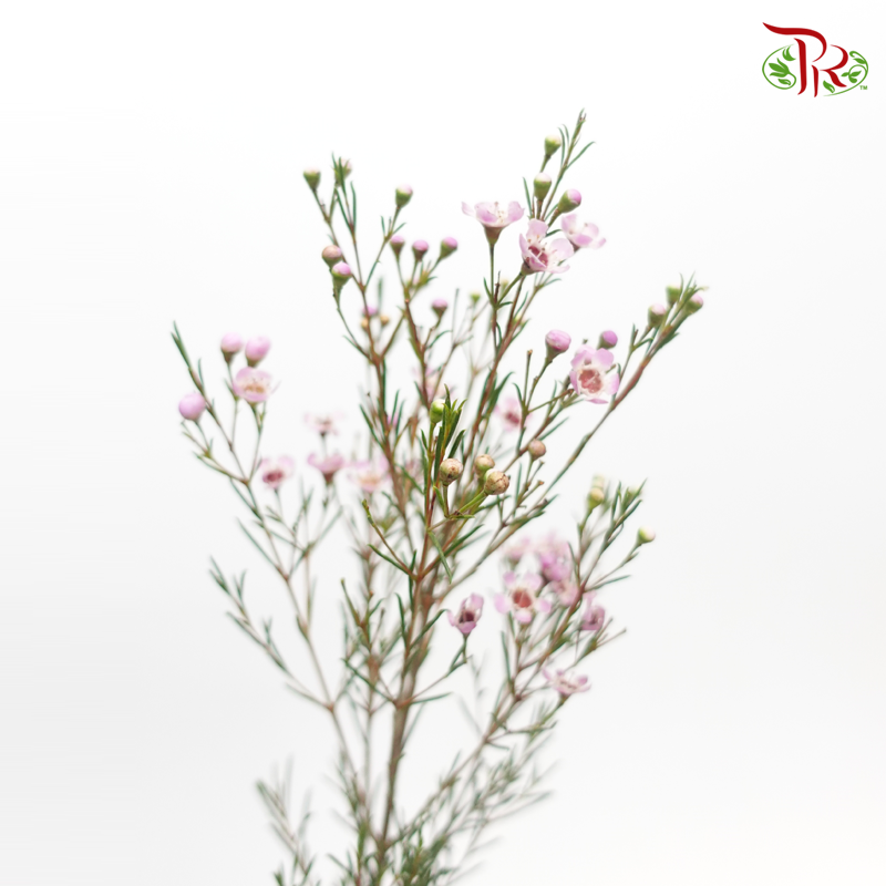 Wax Flower - Lilac/ Pink (5 Stems)