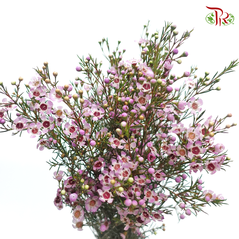 Wax Flower - Lilac/ Pink (5 Stems)