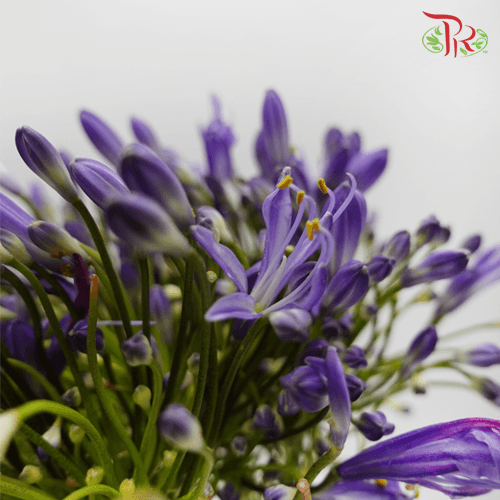 Agapanthus - Purple (10 Stems)-Purple-Kenya-prflorist.com.my