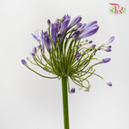 Agapanthus - Purple (10 Stems)-Purple-Kenya-prflorist.com.my