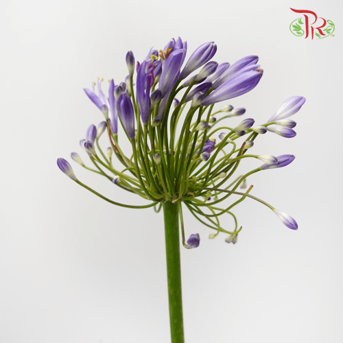 Agapanthus - Purple (10 Stems)-Purple-Kenya-prflorist.com.my