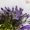 Agapanthus Purple - (5 Stems)-Purple-Netherland-prflorist.com.my