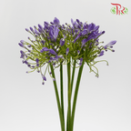 Agapanthus Purple - (5 Stems)-Purple-Netherland-prflorist.com.my