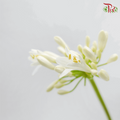 Agapanthus White - (10 Stems)-White-Kenya-prflorist.com.my