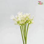 Agapanthus White - (10 Stems)-White-Kenya-prflorist.com.my