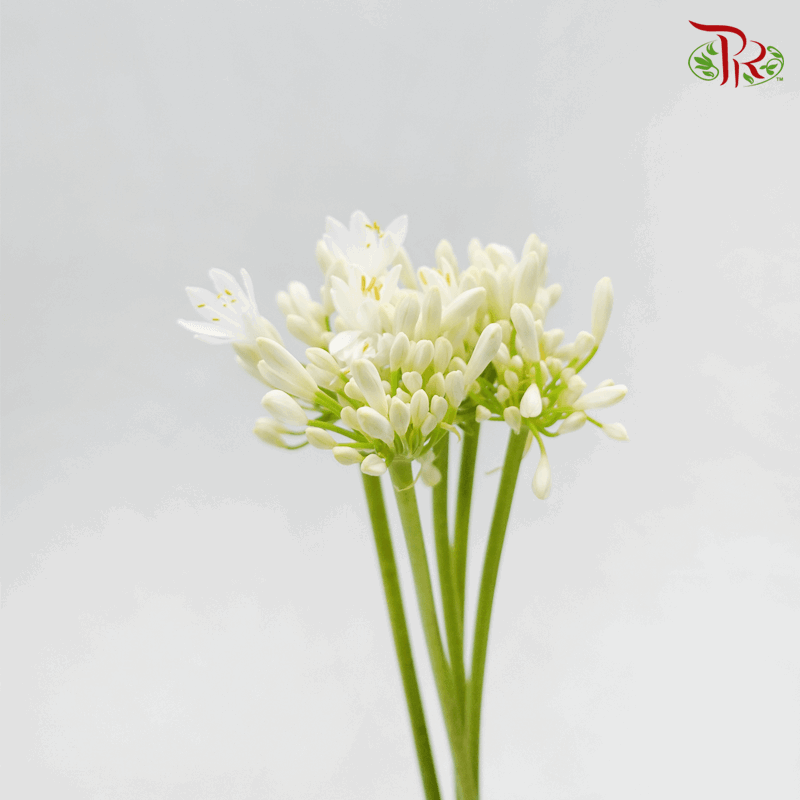 Agapanthus White - (5 Stems)-White-Netherland-prflorist.com.my