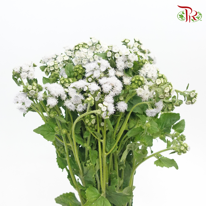 Ageratum - White (Per Bunch)-White-China-prflorist.com.my