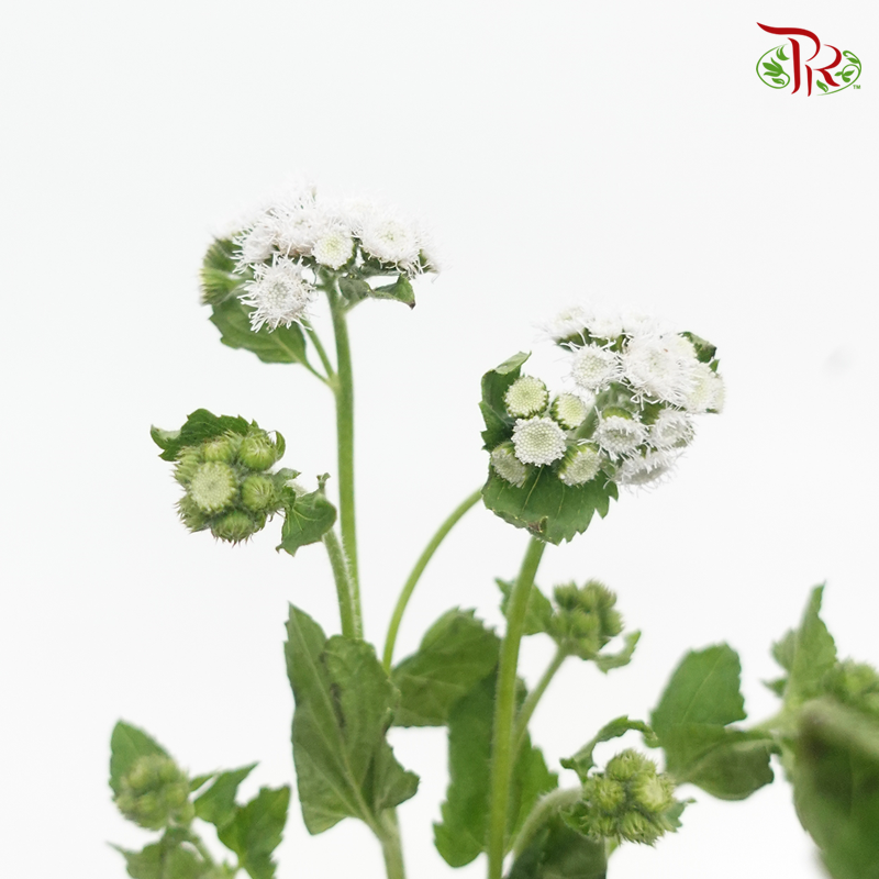 Ageratum - White (Per Bunch)-White-China-prflorist.com.my