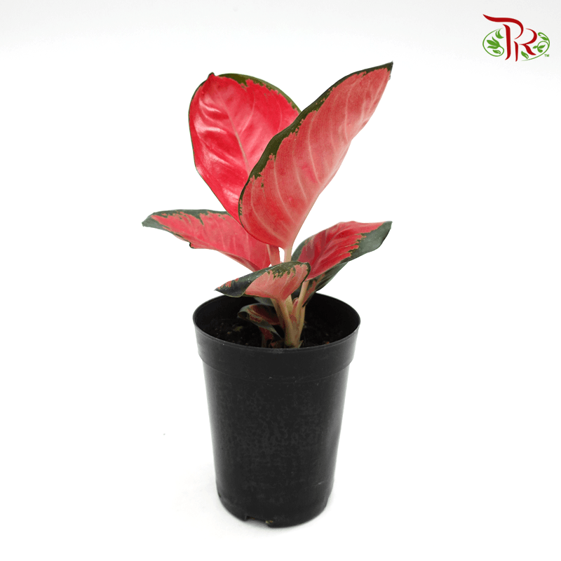 Aglaonema Earthen Red 《粗肋草》