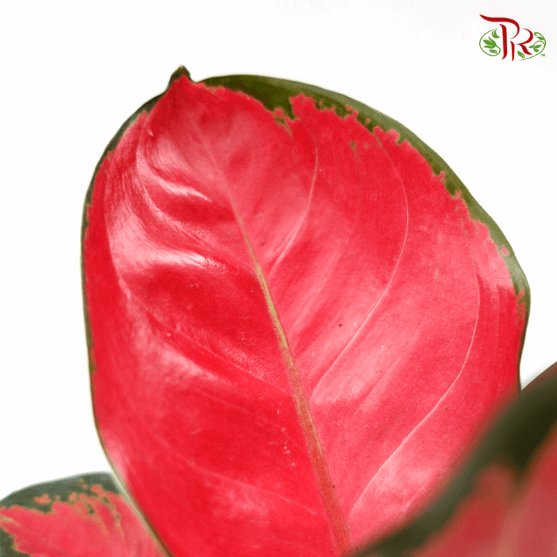 Aglaonema Earthen Red 《粗肋草》