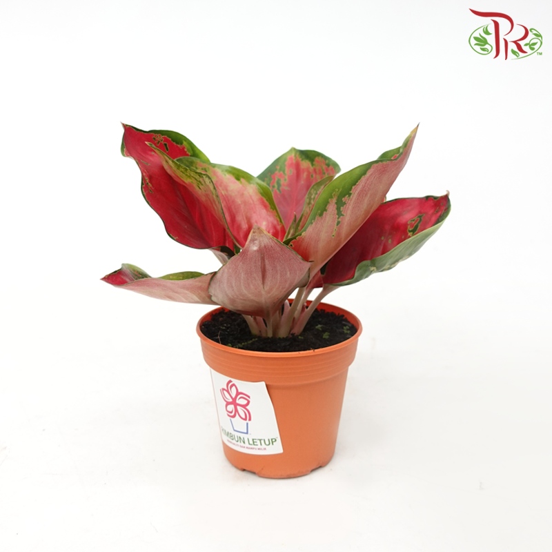 Aglaonema Harmon P105《粗肋草》