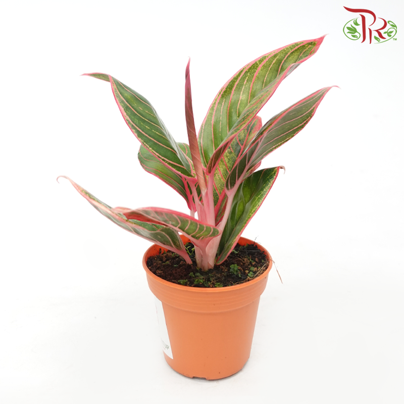 Aglaonema Khanza《粗肋草》-Pudu Ria Florist-prflorist.com.my