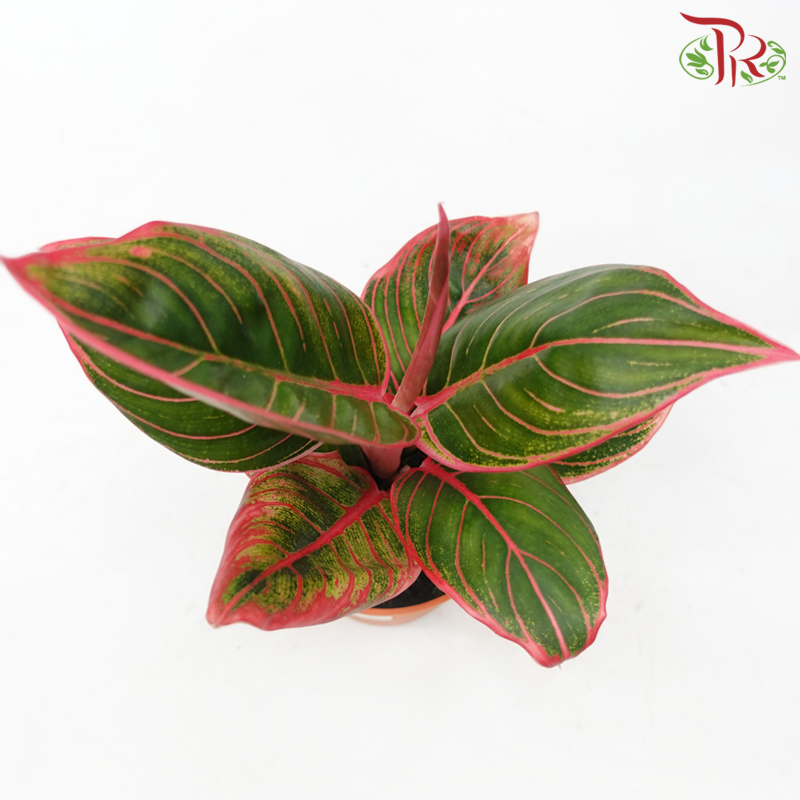 Aglaonema Khanza《粗肋草》-Pudu Ria Florist-prflorist.com.my