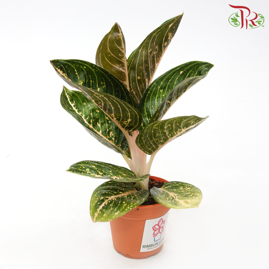 Aglaonema Night Fairy《粗肋草》