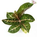 Aglaonema Night Fairy《粗肋草》