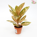Aglaonema Orange Widuri P105《金龙旺财粗肋草》-Pudu Ria Florist-prflorist.com.my