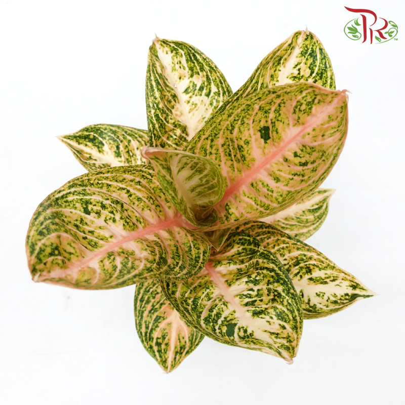 Aglaonema Orange Widuri P105《金龙旺财粗肋草》-Pudu Ria Florist-prflorist.com.my