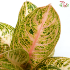 Aglaonema Orange Widuri P105《金龙旺财粗肋草》-Pudu Ria Florist-prflorist.com.my