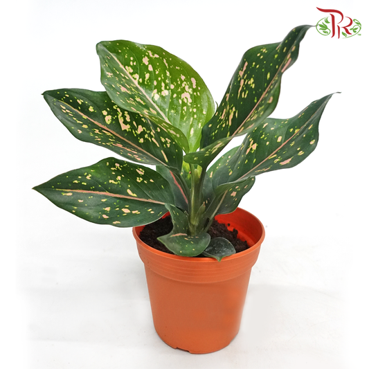 Aglaonema Peachy《粗肋草》