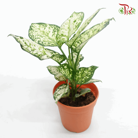 Aglaonema Poki White 《粗肋草》