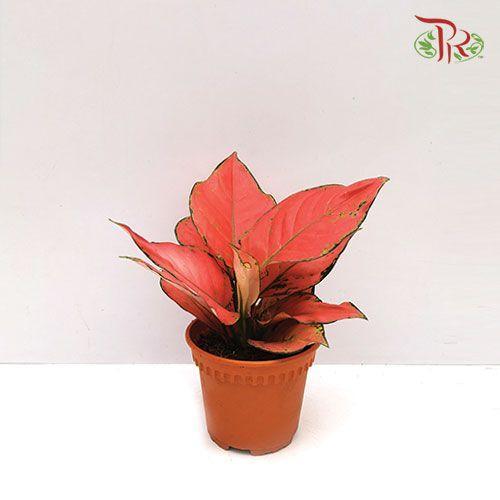 Aglaonema Ruby《紅寶石粗肋草》