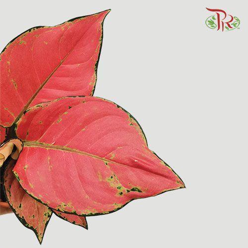 Aglaonema Ruby《紅寶石粗肋草》-Pudu Ria Florist-prflorist.com.my