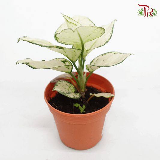 Aglaonema Super White《亞曼尼粗肋草》