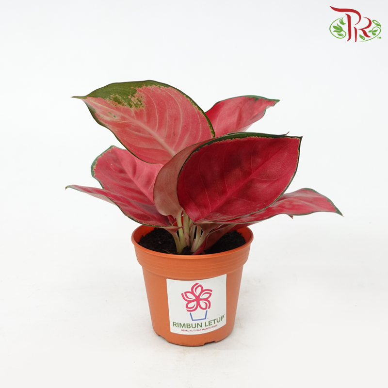 Aglaonema Symphony P105《粗肋草》-Pudu Ria Florist-prflorist.com.my