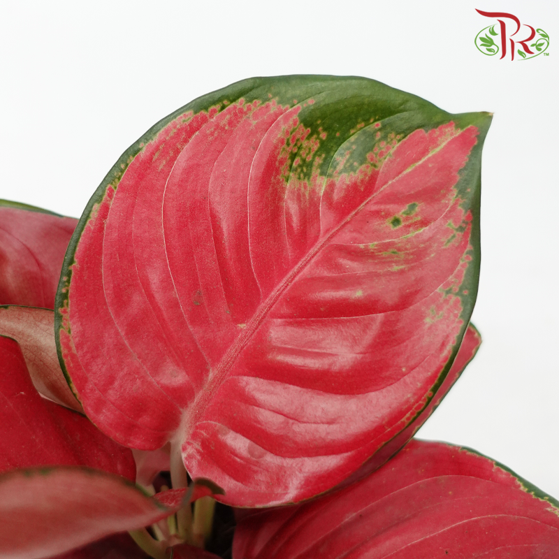 Aglaonema Symphony P105《粗肋草》-Pudu Ria Florist-prflorist.com.my